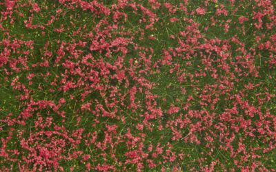 Noch 07257 Bodendecker-Foliage Wiese rot
